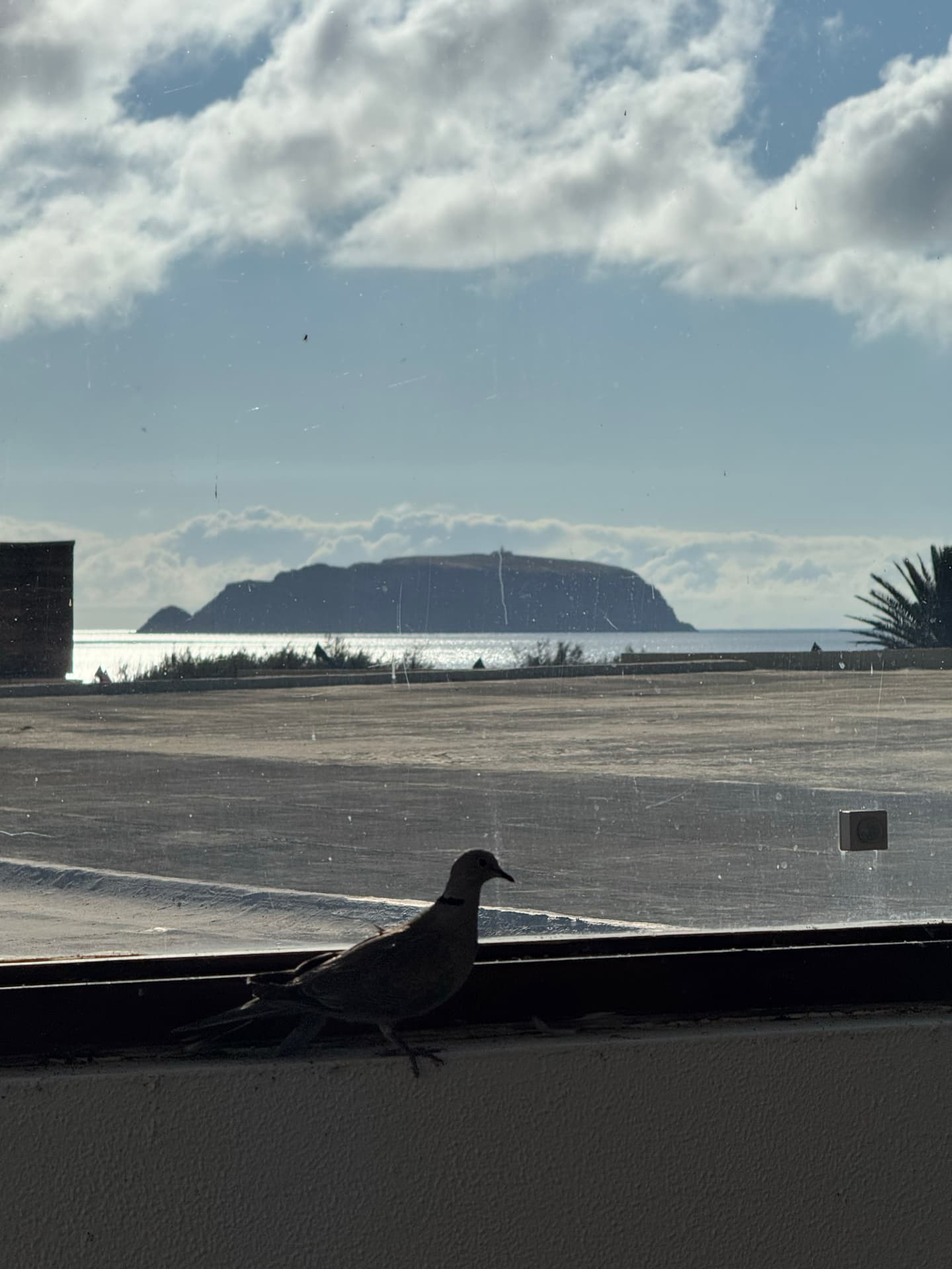 A Pigeon inside our Hotel soaking in the view.