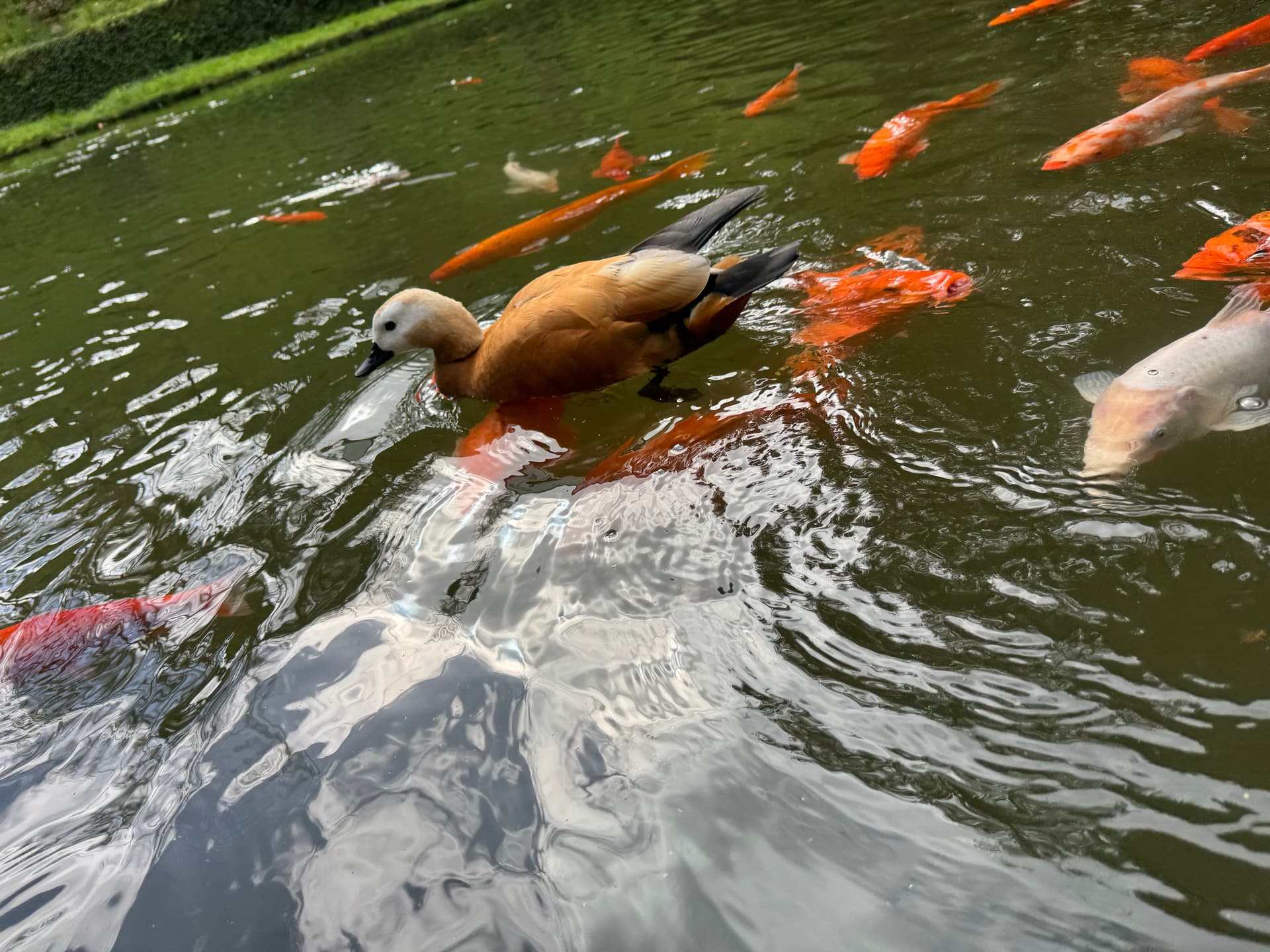 Cute, elegant duck swimming with his fish friends in Parque Terra Nostra in Azores.