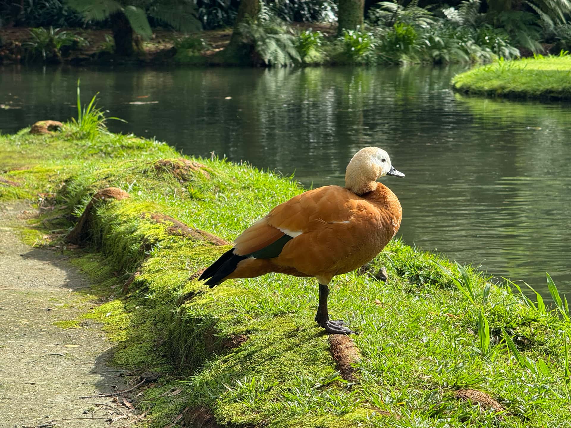 A serene duck we caught at the one of the many lakes in Parque Terra Nostra.