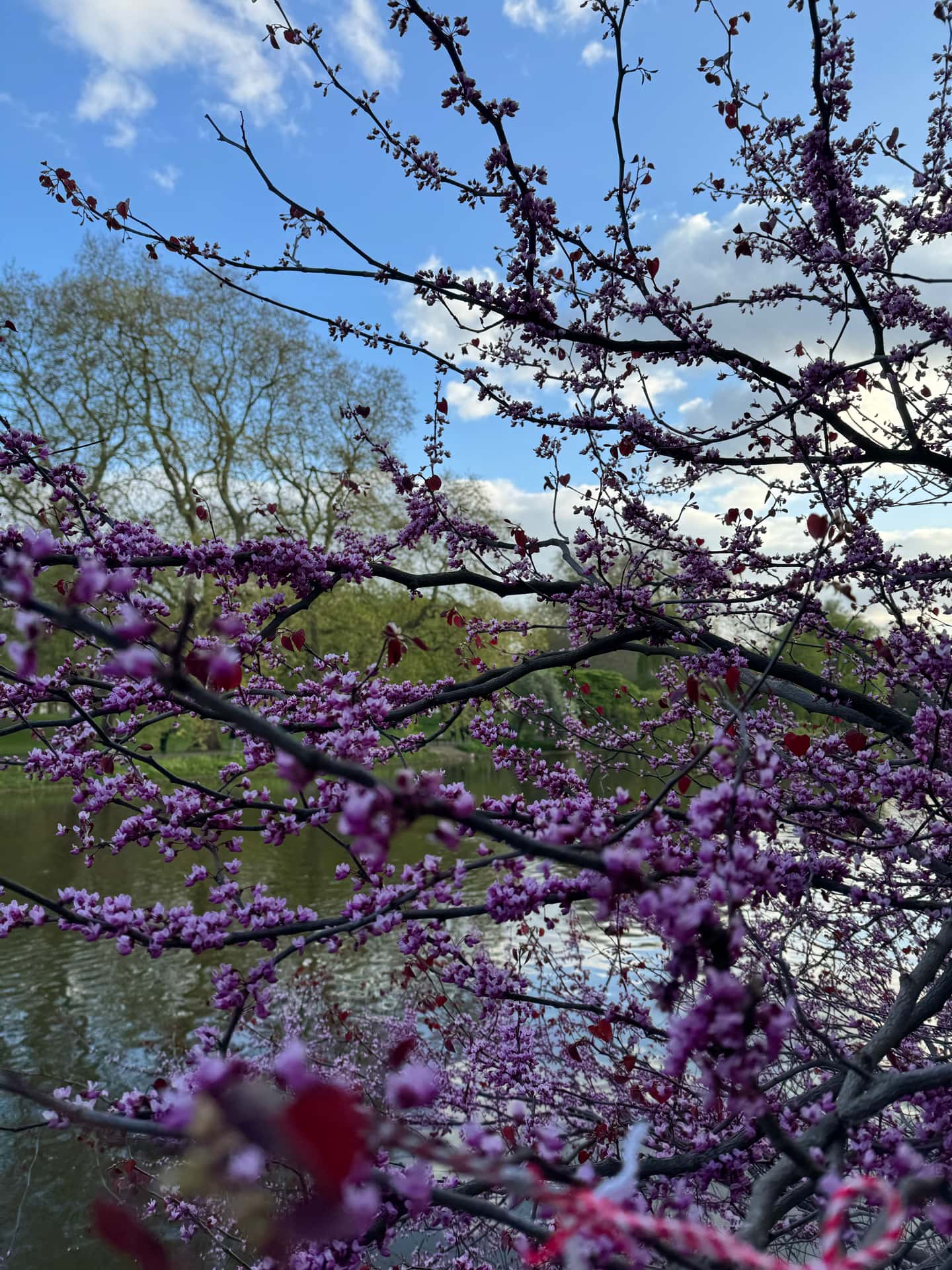 Beautiful view of a blossoming tree, with the background of a lake in São Miguel.